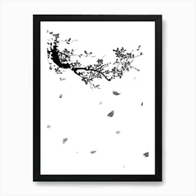 white and black cherry blossoms 1 Art Print