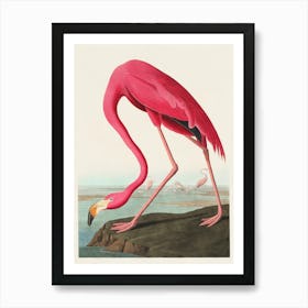 Reproduction of the Vintage Drawing and Hand Colored Print Titled American Flamingo Plate CCCCXXXI By Audubon, From the Book "Birds of America" Art Print