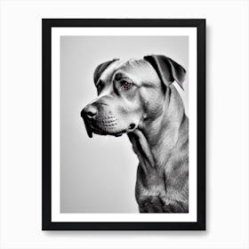 Cane Corso B&W Pencil Dog Art Print