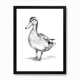 B&W Mallard Duck Art Print