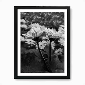 Daisies Black And White Photography Art Print