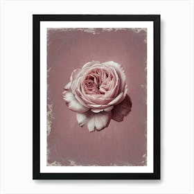 Pink Rose Art Print