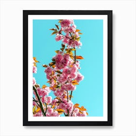 Cherry Trees In Bloom 01 Art Print