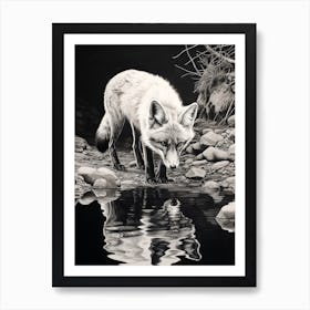 Tibetan Sand Fox Finds Water Pencil Drawing 2 Art Print