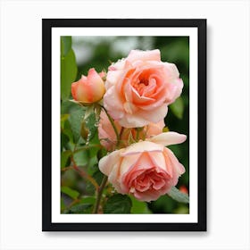 English Roses Painting Rose With Dewdrops 1 Art Print