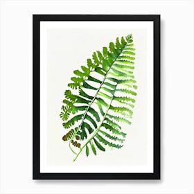 Southern Maidenhair Fern Watercolour Art Print