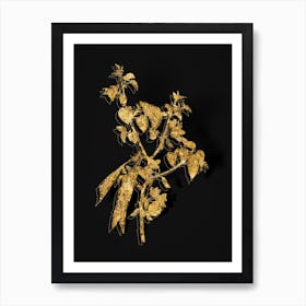 Vintage Judas Tree Botanical in Gold on Black n.0419 Art Print