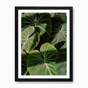 Abstract Philodendron Plant In Sunset Art Print