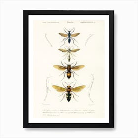 Different Types Of Wasps, Charles Dessalines D' Orbigny Art Print