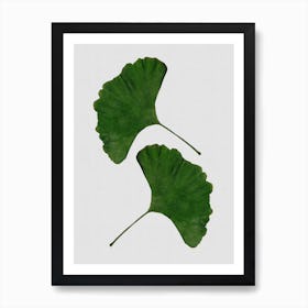 Ginkgo Leaf II Art Print