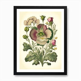 Primrose 1 Floral Botanical Vintage Poster Flower Art Print