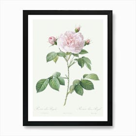 Royal White Rose, Rosa Alba Regalis From Les Roses (1817–1824), Pierre Joseph Redoute Art Print