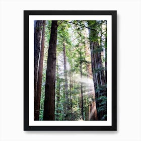 Muir Woods Art Print