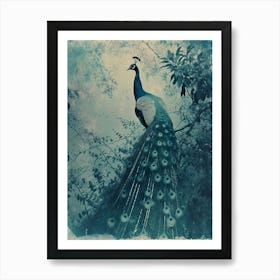 Peacock In The Tree Cyanotype Inspired Turquoise Art Print