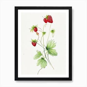 Alpine Strawberries, Plant, Minimalist Watercolour 2 Art Print