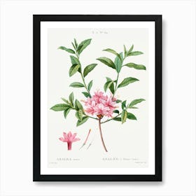 Azalea, Pierre Joseph Redoute Art Print