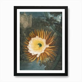 Cactus Flower 5 Art Print