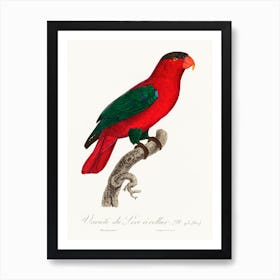 The Purple Naped Lory From Natural History Of Parrots, Francois Levaillant 1 Art Print