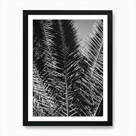 Palm leaves in Black & White // Ibiza Nature & Travel Photography Art Print