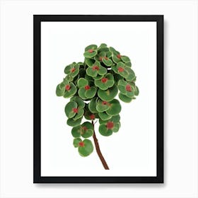 Poinsettia Care (Euphorbia Pulcherrima) Watercolor Art Print