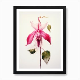 Pressed Flower Botanical Art Fuchsia 1 Art Print