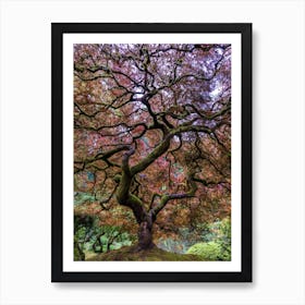 Japanese Maple Tree Art Print