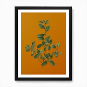 Vintage Italian Buckthorn Botanical on Sunset Orange n.0602 Art Print