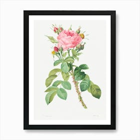 Rosa Bifera, Pierre Joseph Redoute Art Print