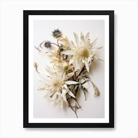 Pressed Flower Botanical Art Edelweiss 1 Art Print