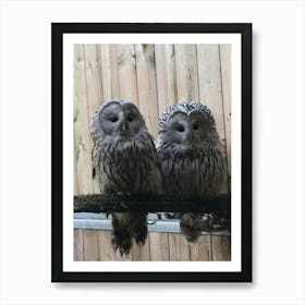 Two Owls 1 Art Print