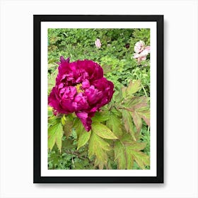 Img 4291   Peony paradise Art Print