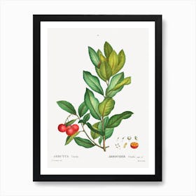 Strawberry Tree, Pierre Joseph Redoute Art Print