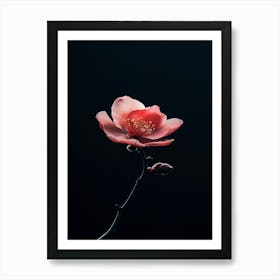 Pink Flower On A Black Background Art Print