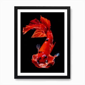 Betta Fish Nemo Digital Painting Art Print