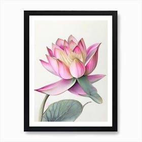 Pink Lotus Watercolour Ink Pencil 1 Art Print