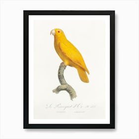 The Pacific Parrotlet, From Natural History Of Parrots, Francois Levaillant Art Print