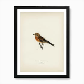 Brambling (Fringilla Montifringilla), The Von Wright Brothers Art Print