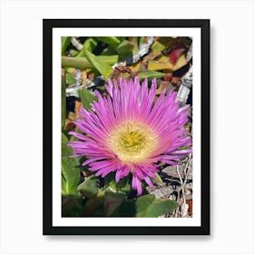 Beach flower Art Print