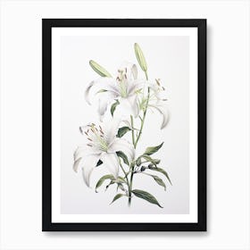 Lilies Flower Vintage Botanical 3 Art Print