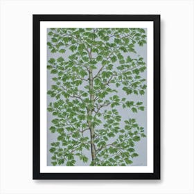 Chinese Elm 2 tree Vintage Botanical Art Print