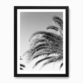 Palmtree Blackandwhite, Palms at the Italian coast Art Print