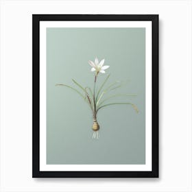 Vintage Rain Lily Botanical Art on Mint Green n.0218 Art Print