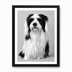 Tibetan Terrier B&W Pencil Dog Art Print