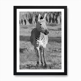 Mountain Zebra Portrait Art Print