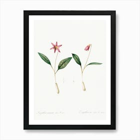 Erythronium Illustration From Les Liliacées (1805), Pierre Joseph Redoute Art Print