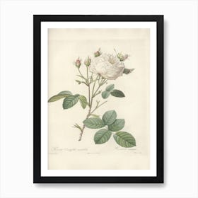 Rose Illustration, Pierre Joseph Redoute (31) Art Print