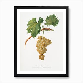 Grape Vine (Vitis Vinifera Niciensis) From Pomona Italiana (1817 - 1839), Giorgio Gallesio Art Print