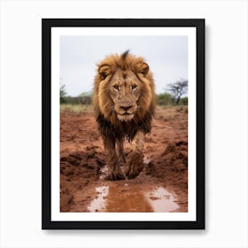 African Lion Muddy Paws Realism 3 Art Print