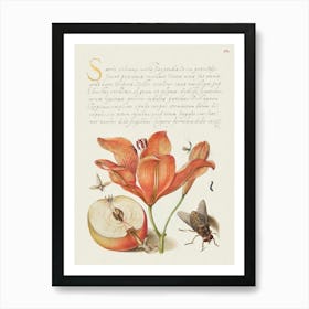 Insects, Orange Lily, Caterpillar, Apple, And Horse Fly From Mira Calligraphiae Monumenta, Joris Hoefnagel Art Print