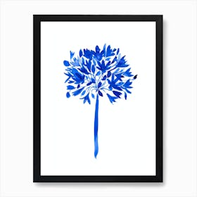 Blue Agapanthus Art Print